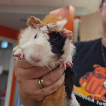 Rescue Guinea Pig Guinea Pigs for Adoption in Westminster, California - Makers Mark | PetCurious